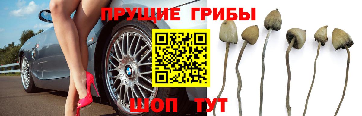 Галлюциногенные грибы Magic Shrooms  Вход с VPN  Гатчина 